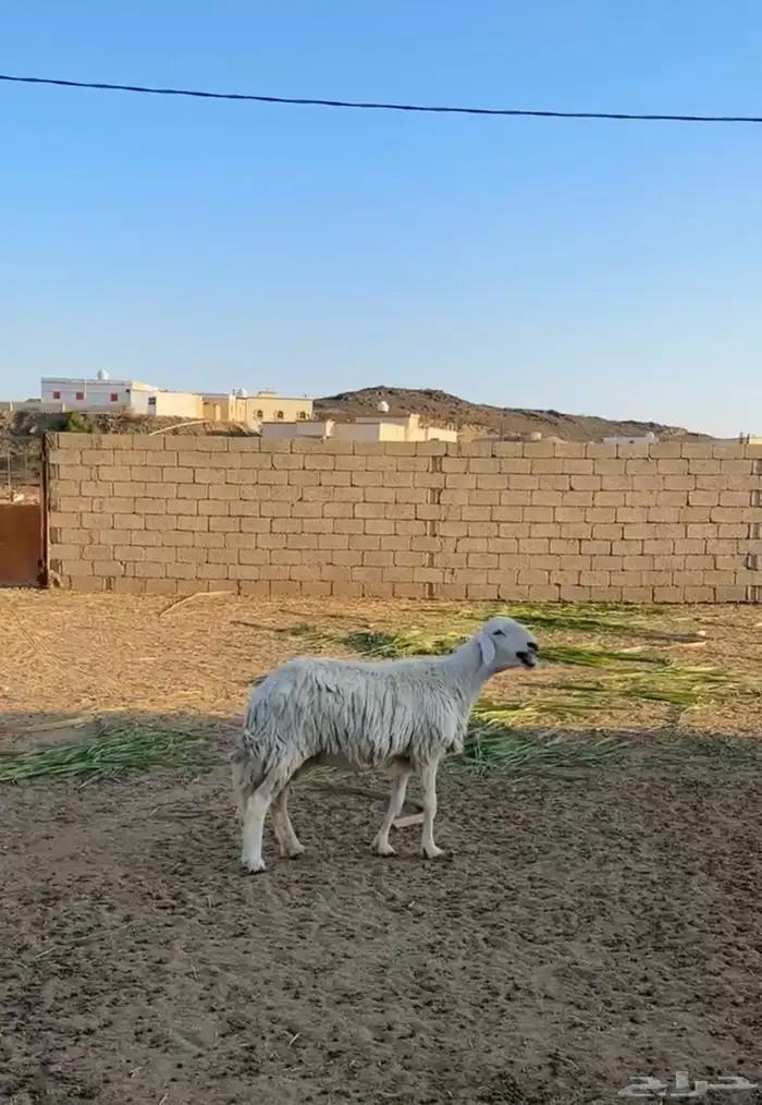 غنم كفو للبيع 0