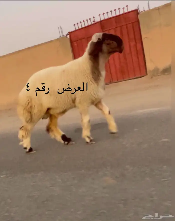 جدعان نعيم صنف فاخر للبيع 6
