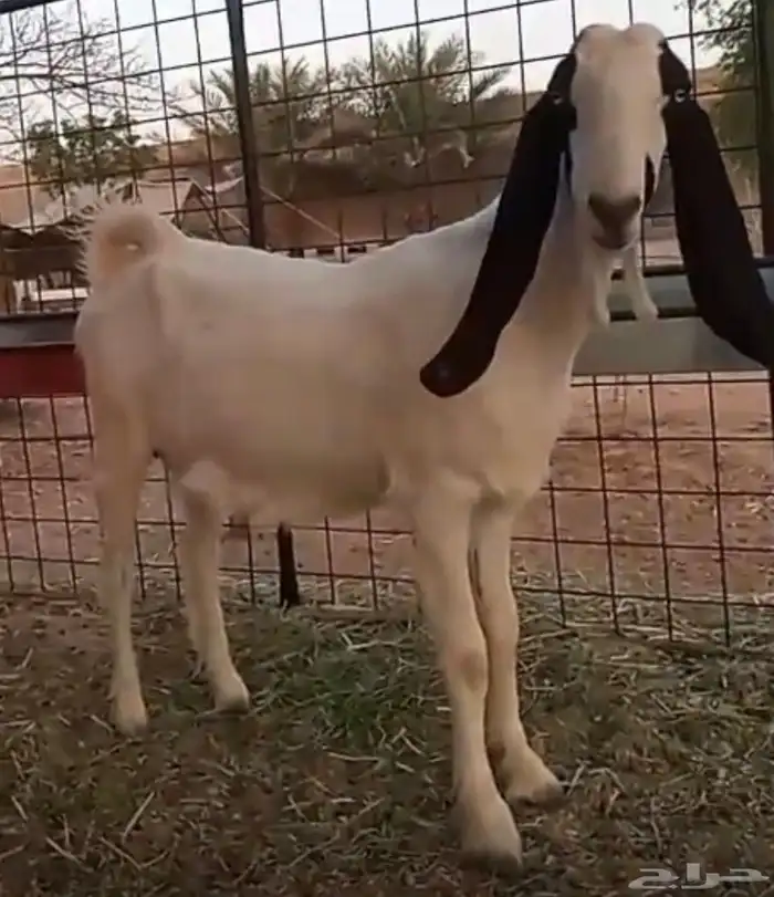 للبيع عنز مشروكة دافع 0