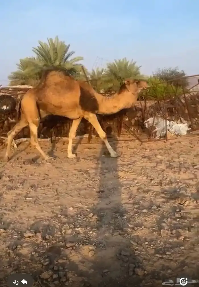 للبيع جمل احمر مشروط من جميع العذاريب 0