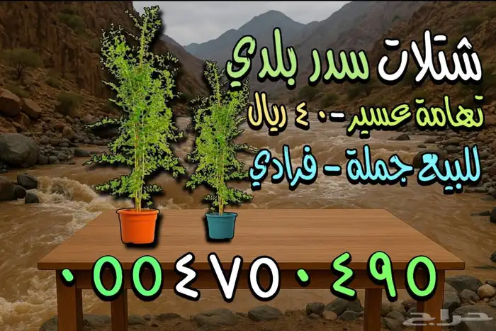 شتلات سدر شتلة سدر تهامة عسير 2