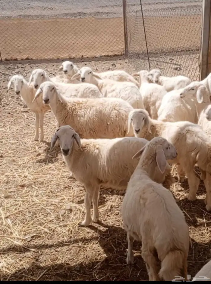 14 طليان و رخال حريات 0