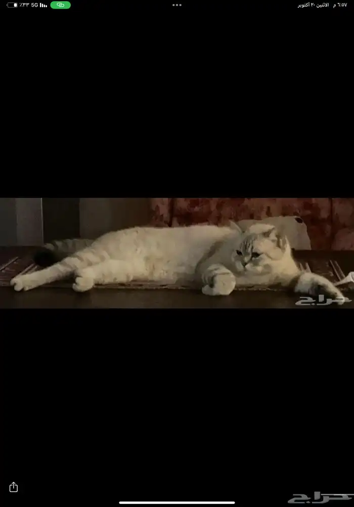 قط بريتش جميل جدا للتزاوج او التبني 4