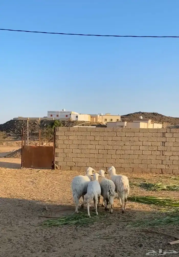 غنم كفو للبيع 2