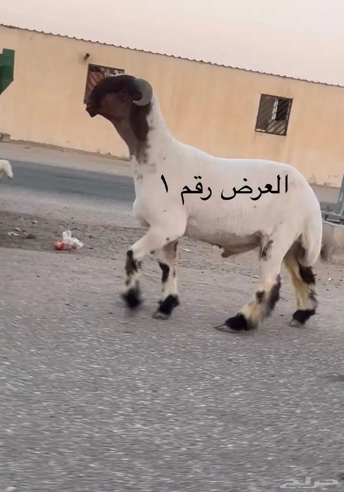 جدعان نعيم صنف فاخر للبيع 1