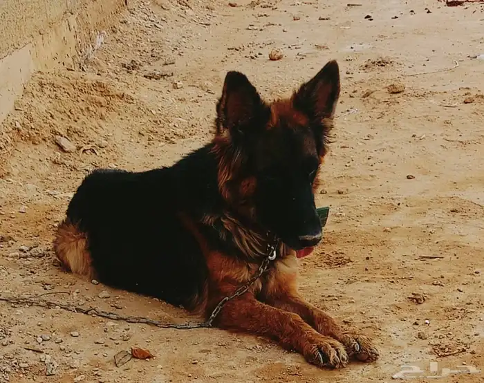 انثى جيرمن شيبر 0