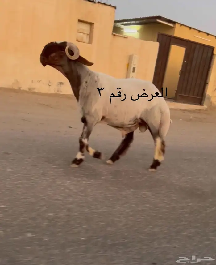 جدعان نعيم صنف فاخر للبيع 5