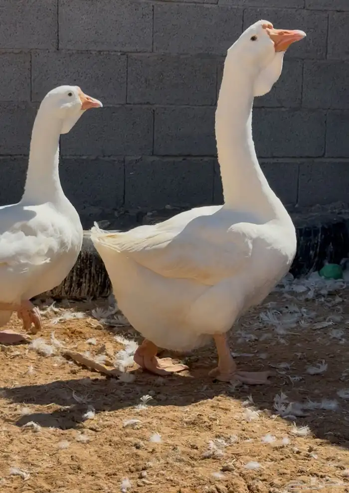 جوز وز روسي فاخر 1