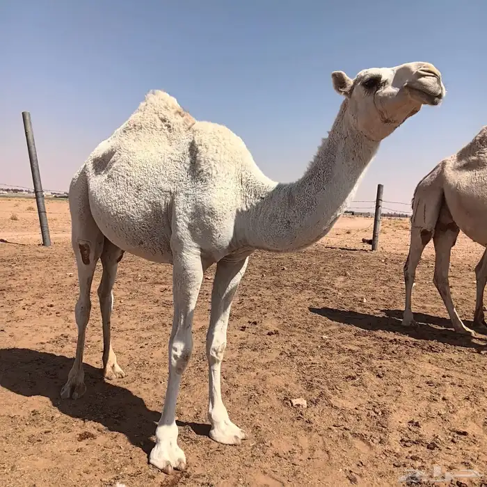 بكره حقه وضحى للبيع 0