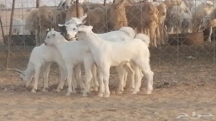 ماعز بيشيات خلفات صنف طيب بهمها جواهر 5 رأس 26