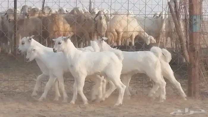 ماعز بيشيات خلفات صنف طيب بهمها جواهر 5 رأس 18