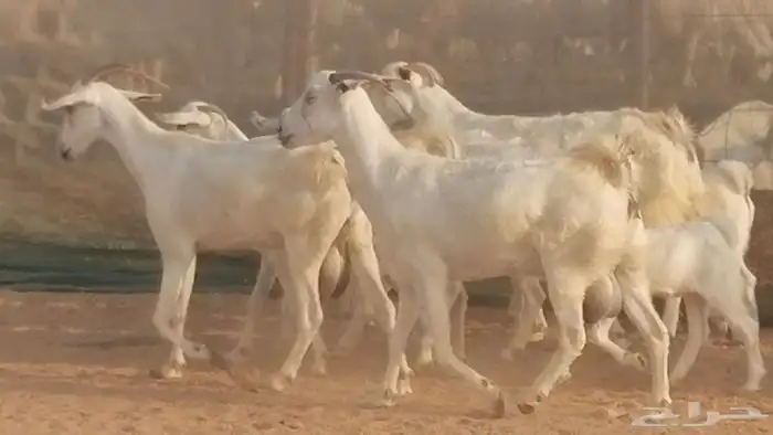 ماعز بيشيات خلفات صنف طيب بهمها جواهر 5 رأس 1