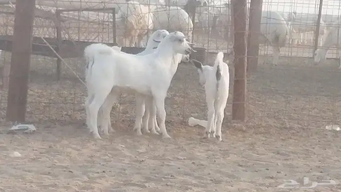 ماعز بيشيات خلفات صنف طيب بهمها جواهر 5 رأس 6