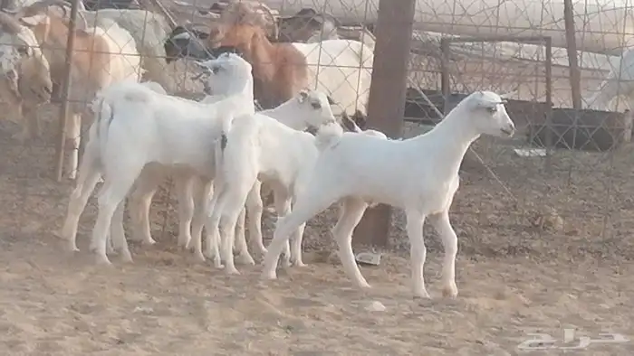 ماعز بيشيات خلفات صنف طيب بهمها جواهر 5 رأس 41