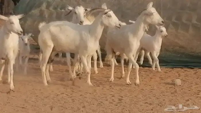 ماعز بيشيات خلفات صنف طيب بهمها جواهر 5 رأس 14