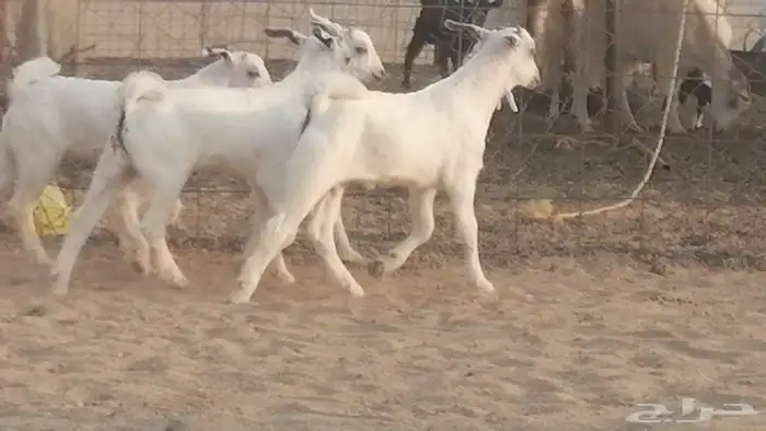 ماعز بيشيات خلفات صنف طيب بهمها جواهر 5 رأس 7