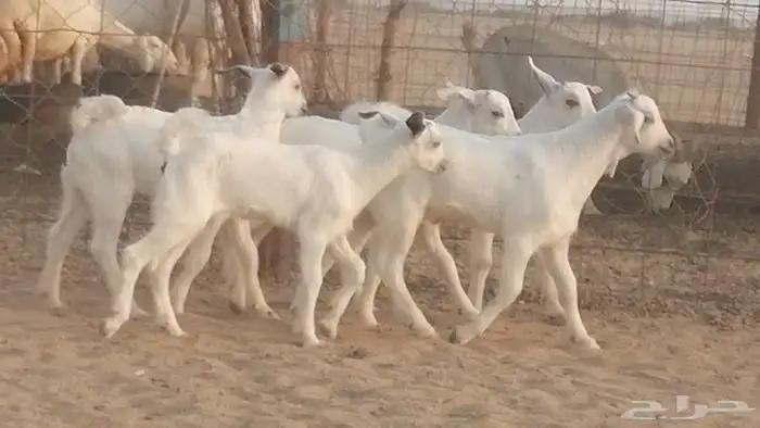 ماعز بيشيات خلفات صنف طيب بهمها جواهر 5 رأس 5
