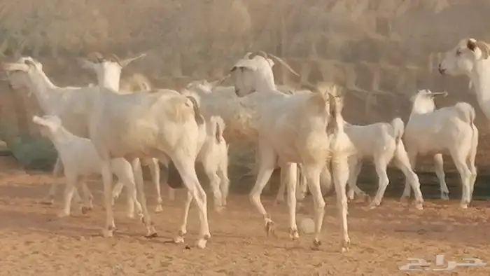 ماعز بيشيات خلفات صنف طيب بهمها جواهر 5 رأس 3