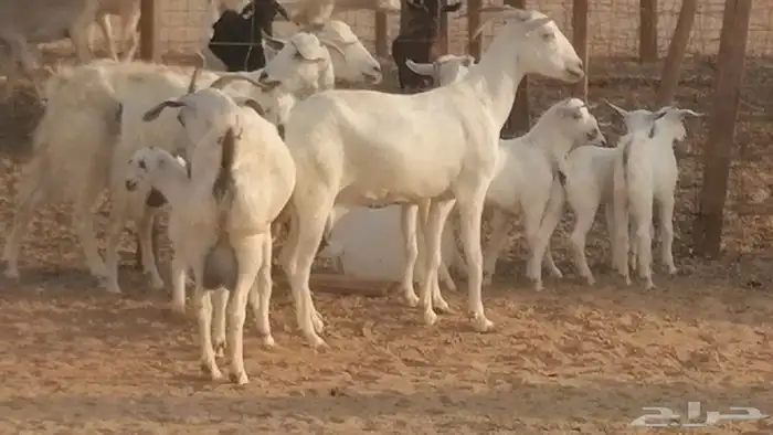 ماعز بيشيات خلفات صنف طيب بهمها جواهر 5 رأس 21