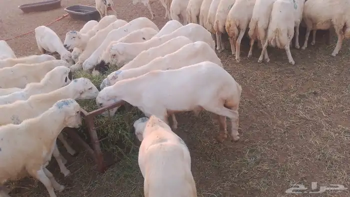 كباشه رفيدي للبيع جمله وتفريد 0