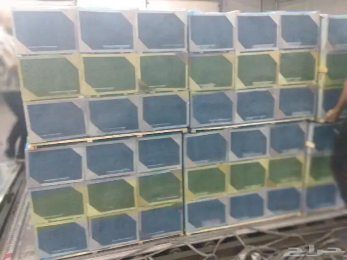 نحل مصري للبيع 8