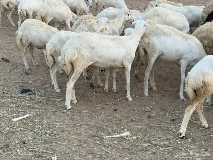 53 رخال رفيديات منوة القاني تبارك الرحمن 6