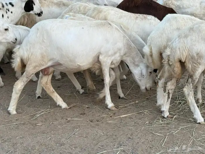 53 رخال رفيديات منوة القاني تبارك الرحمن 3