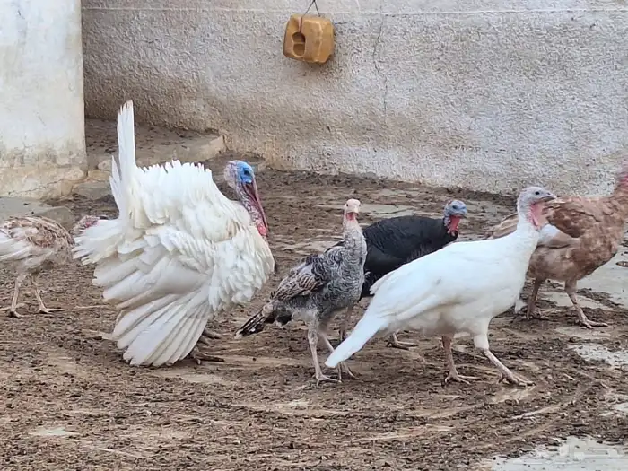 دجاج روبي 7
