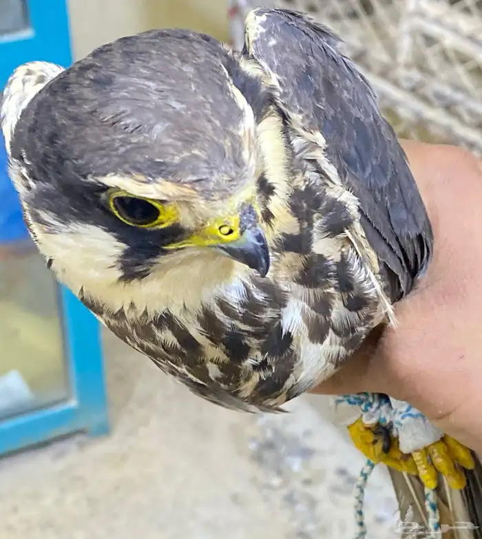 بكة. للبيع 0