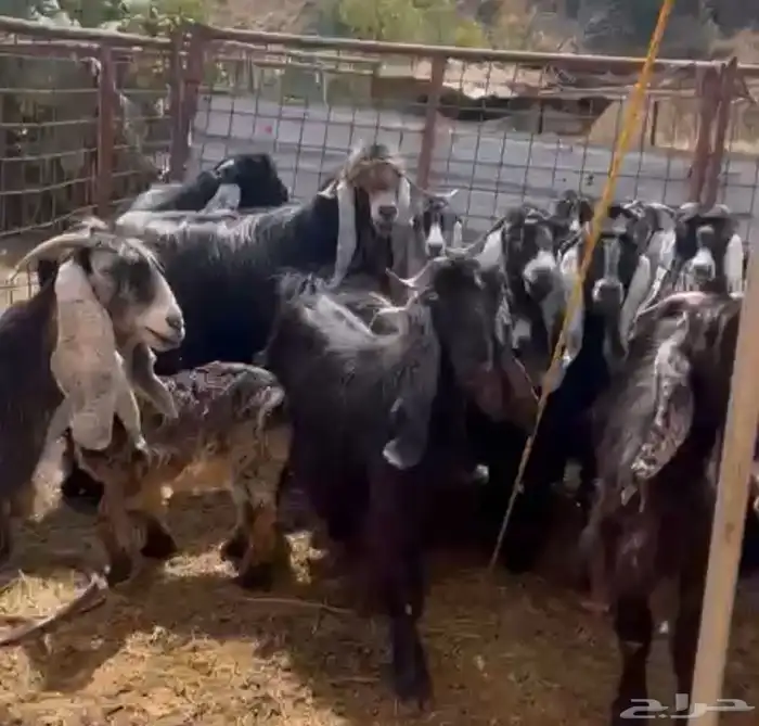 معزا عوارض درجه اولى 0