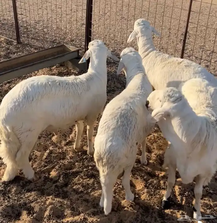 سواكن جذعان مقفله شحم مرابي ونظاف 1