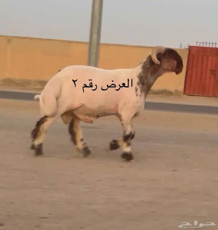 جدعان نعيم صنف فاخر للبيع 3
