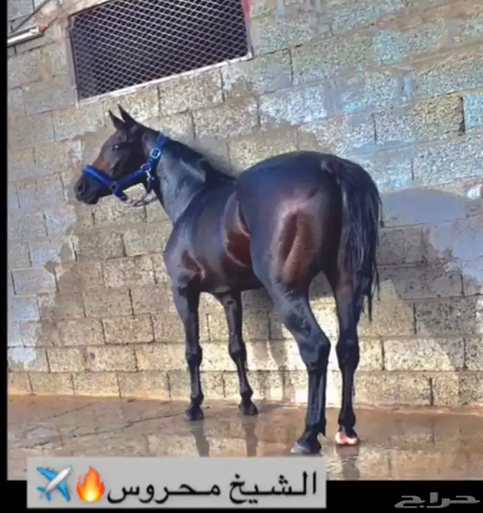 حصان شعبي 0