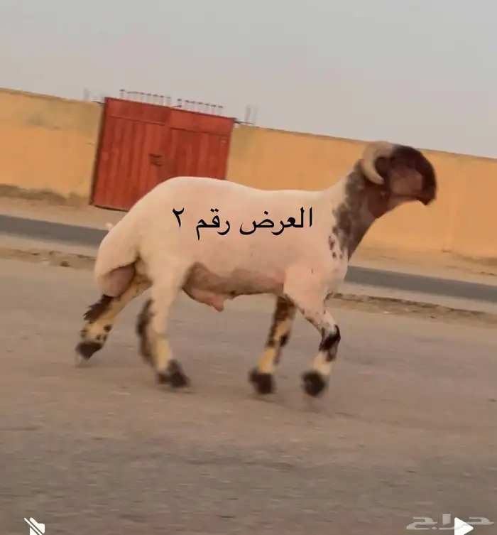 جدعان نعيم صنف فاخر للبيع 2