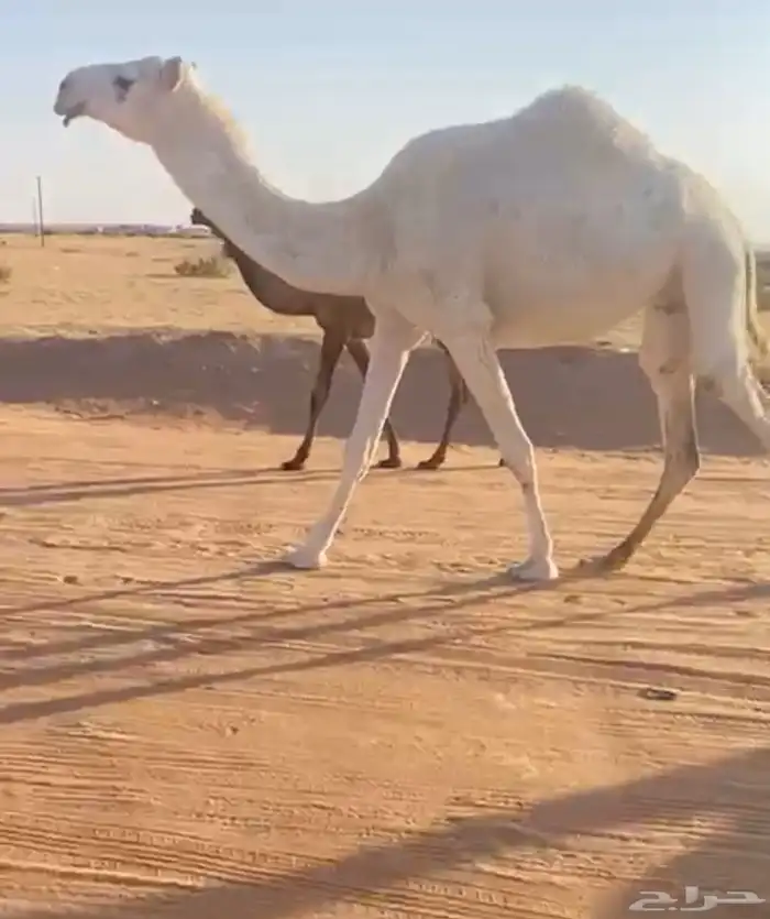 لقحه كفو السن ثنيه 1