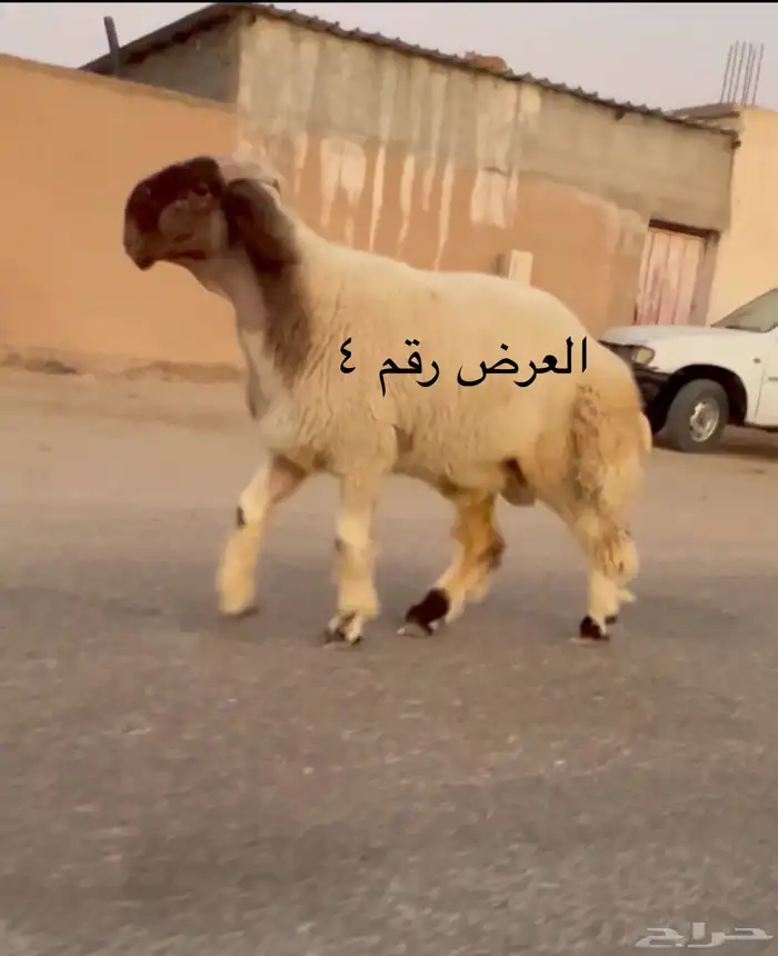 جدعان نعيم صنف فاخر للبيع 7
