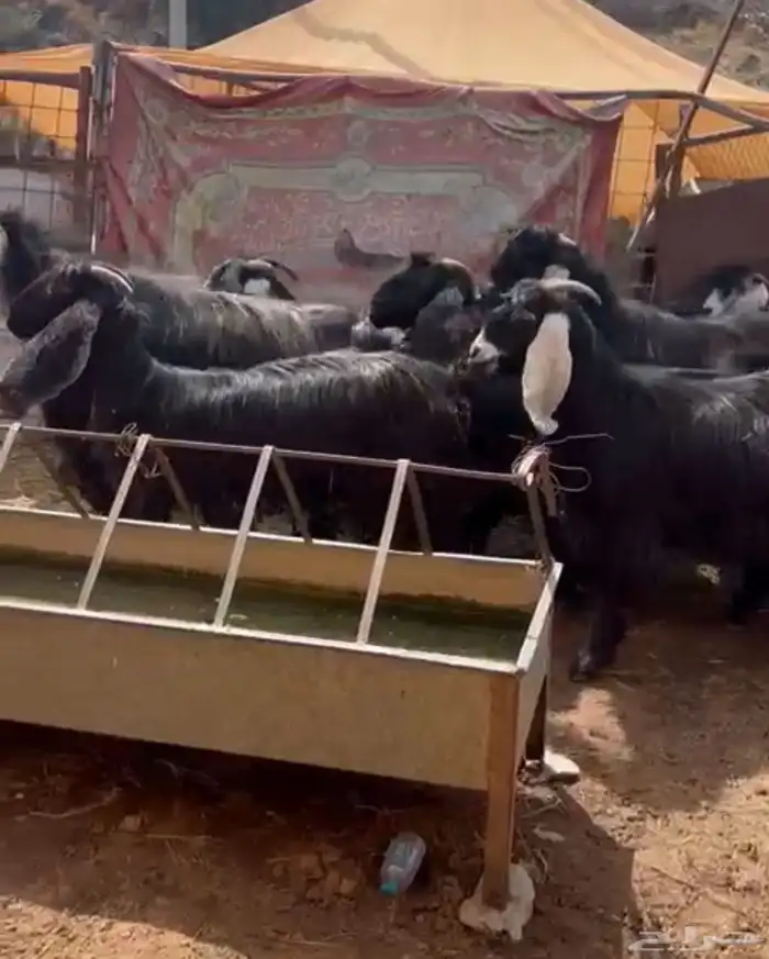 معزا عوارض درجه اولى 1