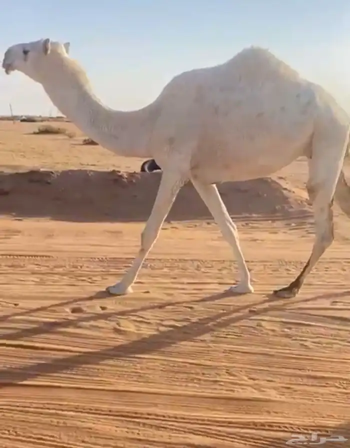 لقحه كفو السن ثنيه 0