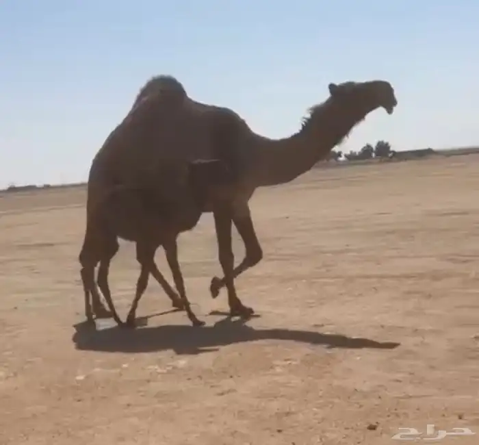 للبيع البكره والخلفه وقعدان 0