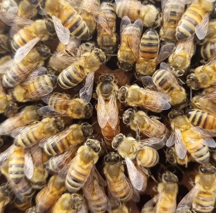 نحل مصري للبيع 9