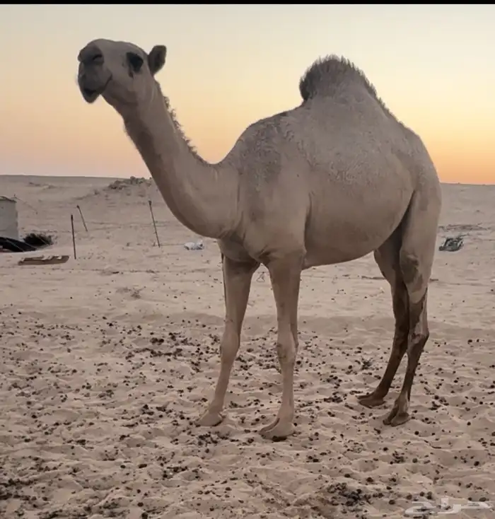 للبيع البكره والخلفه وقعدان 2