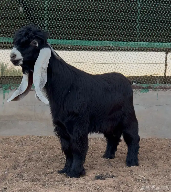 ثلاث جفرات وتيس عوارض خصصم ومعرفات ماشاءالله 3