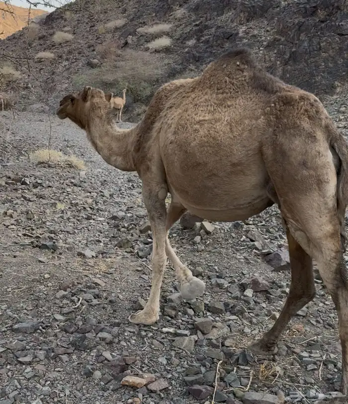ناقه حمرا 4