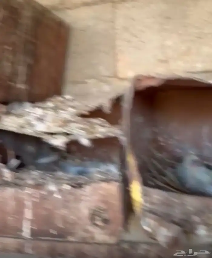 حمام زاجل بعضه الحمام محجل حجل سباق من شريته 2