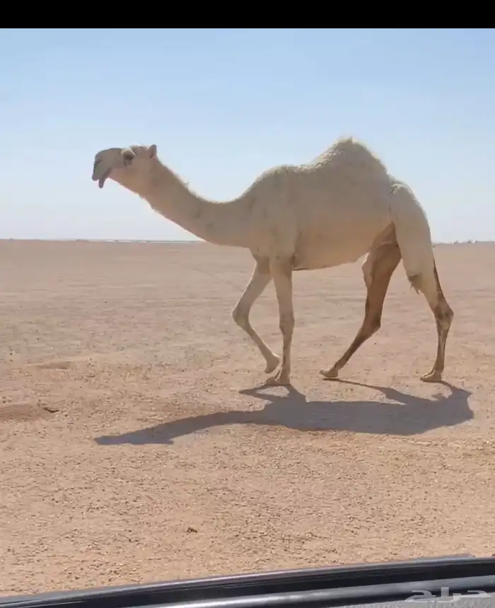 للبيع البكره والخلفه وقعدان 1