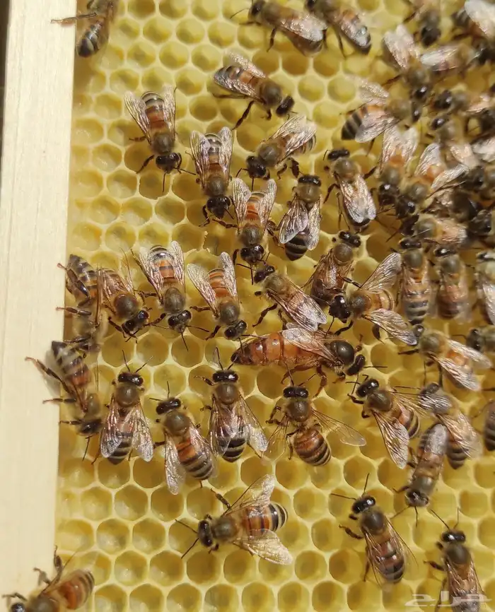 نحل مصري للبيع 10