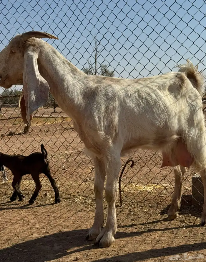بيعن الله يبارك له معزا مطورات ولد حليب وافر 0