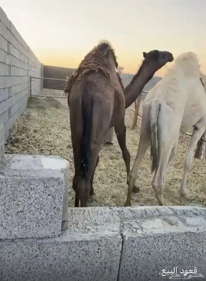 قعود البيع عمره سنه 0
