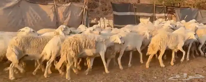 حرش فاخره وسعر طيب 2