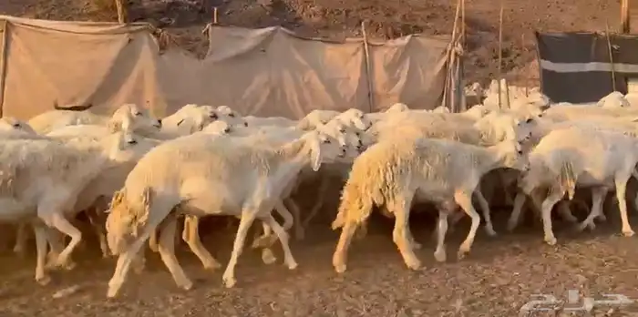 حرش فاخره وسعر طيب 3